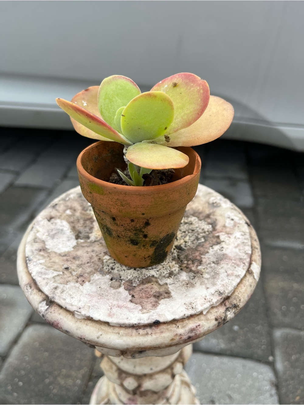 Flap Jack Potted Succulent